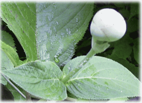 d0133199_1341672.gif