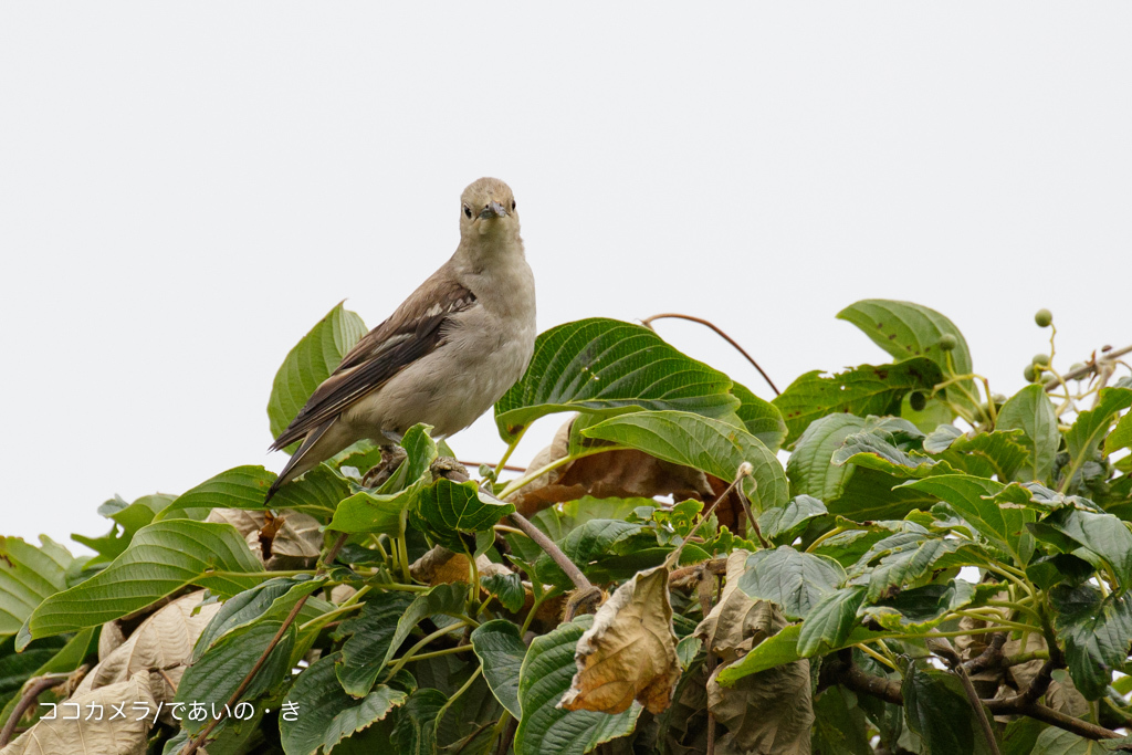 写真日記・葛西臨海公園・2016.7.17_c0336400_22353170.jpg