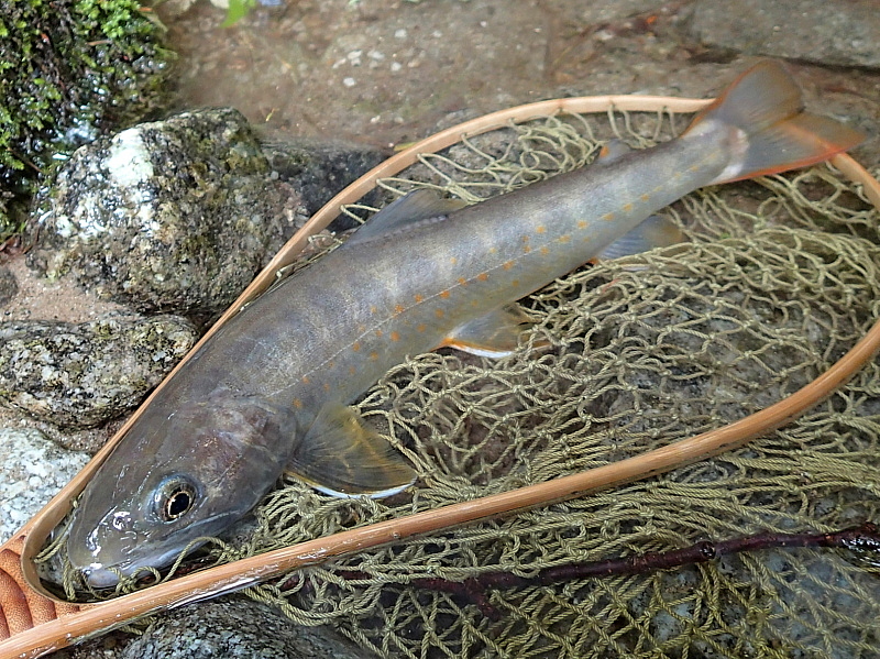 c0339900_10345444.jpg