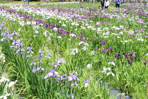 水と緑と花の長井あやめ公園・・・６２_c0075701_16175019.jpg