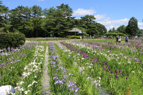 水と緑と花の長井あやめ公園・・・６２_c0075701_1619158.jpg