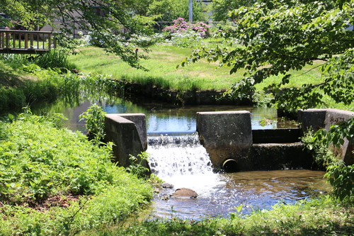 水と緑と花の長井あやめ公園・・・６４_c0075701_16354884.jpg