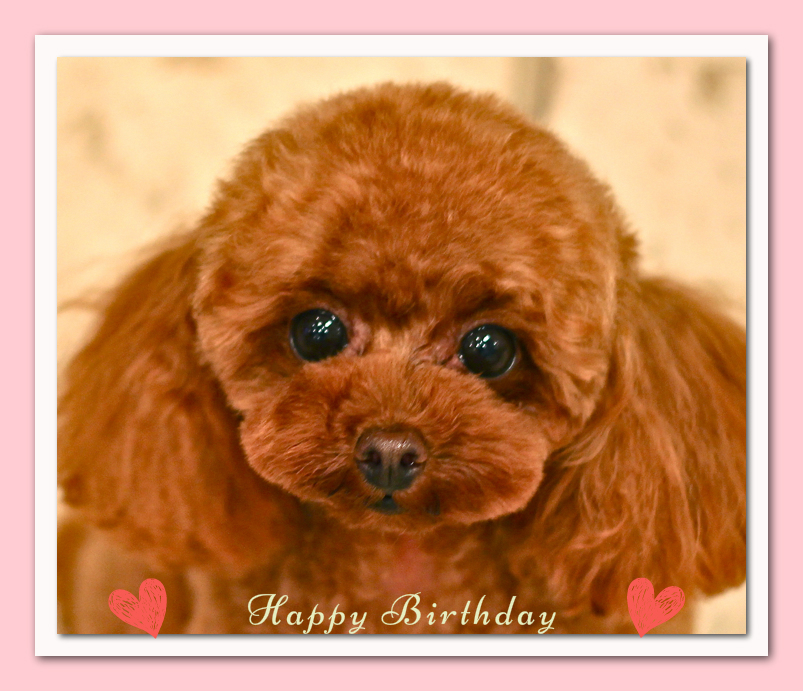 Happy Birthday フランちゃん♡_d0060413_20483133.jpg