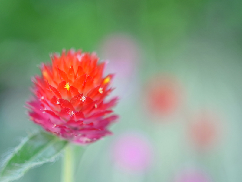 RICOH GXR A12 50mm F2.5 MACRO(3) : 午後の陽射し RICOH GXR A12 50mm F2.5 MACRO(3) : 午後の陽射し