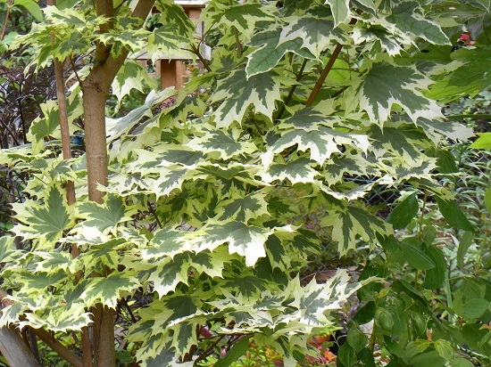 a0208116_00094326.jpg
