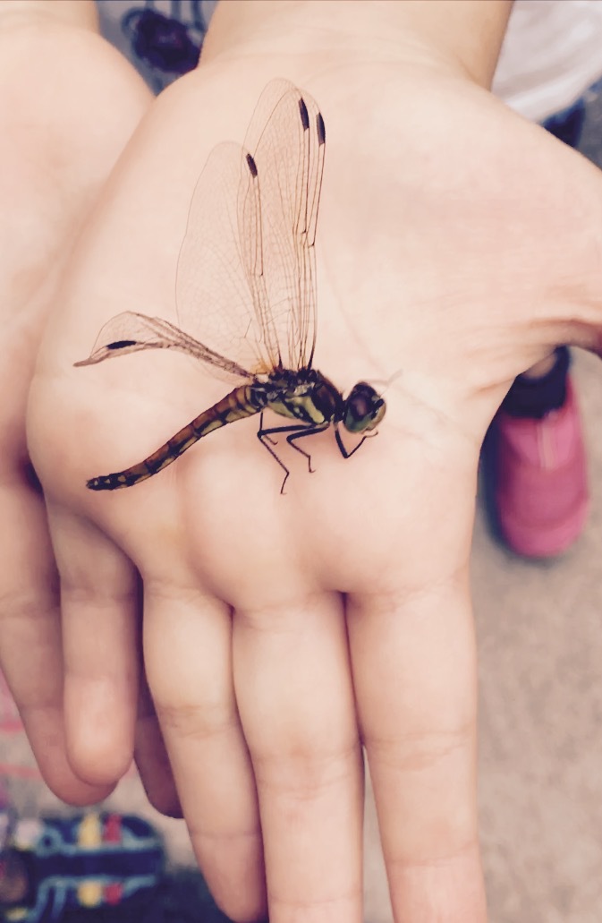 Dragonfly_a0168628_13153100.jpg