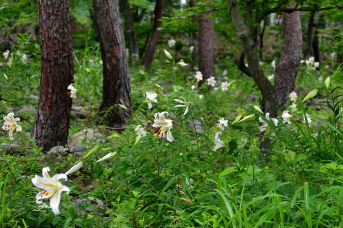 福島市新井　福島総合運動公園　「ヤマユリ」 ②_d0106628_09344798.jpg