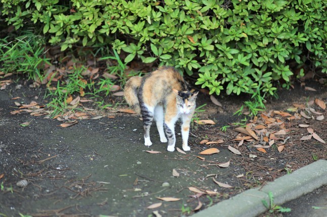 本牧市民公園で朝散歩_f0363628_07071101.jpg