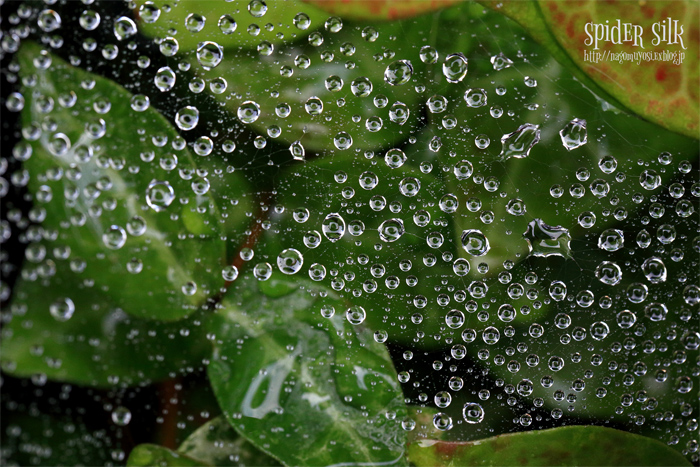 c0187744_20103.jpg