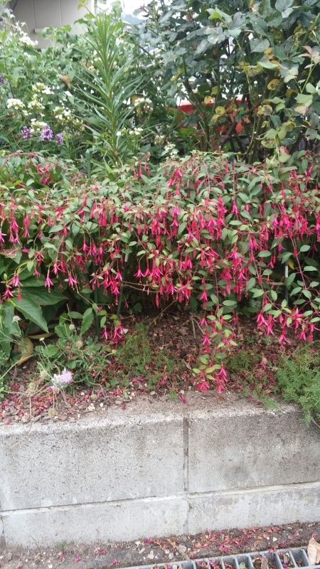 爆咲きマゲラニカ フクシア 月イチガーデナーの庭雑記