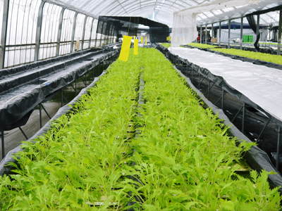 水耕栽培 生野菜食べてますか?無農薬・無化学肥料で育てた、ルッコラ、ベビーリーフチコリ販売決定!_a0254656_18544198.jpg