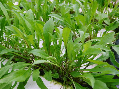 水耕栽培 生野菜食べてますか?無農薬・無化学肥料で育てた、ルッコラ、ベビーリーフチコリ販売決定!_a0254656_19403661.jpg