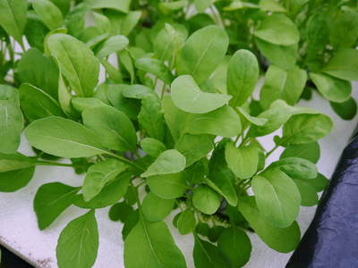 水耕栽培 生野菜食べてますか?無農薬・無化学肥料で育てた、ルッコラ、ベビーリーフチコリ販売決定!_a0254656_1942848.jpg