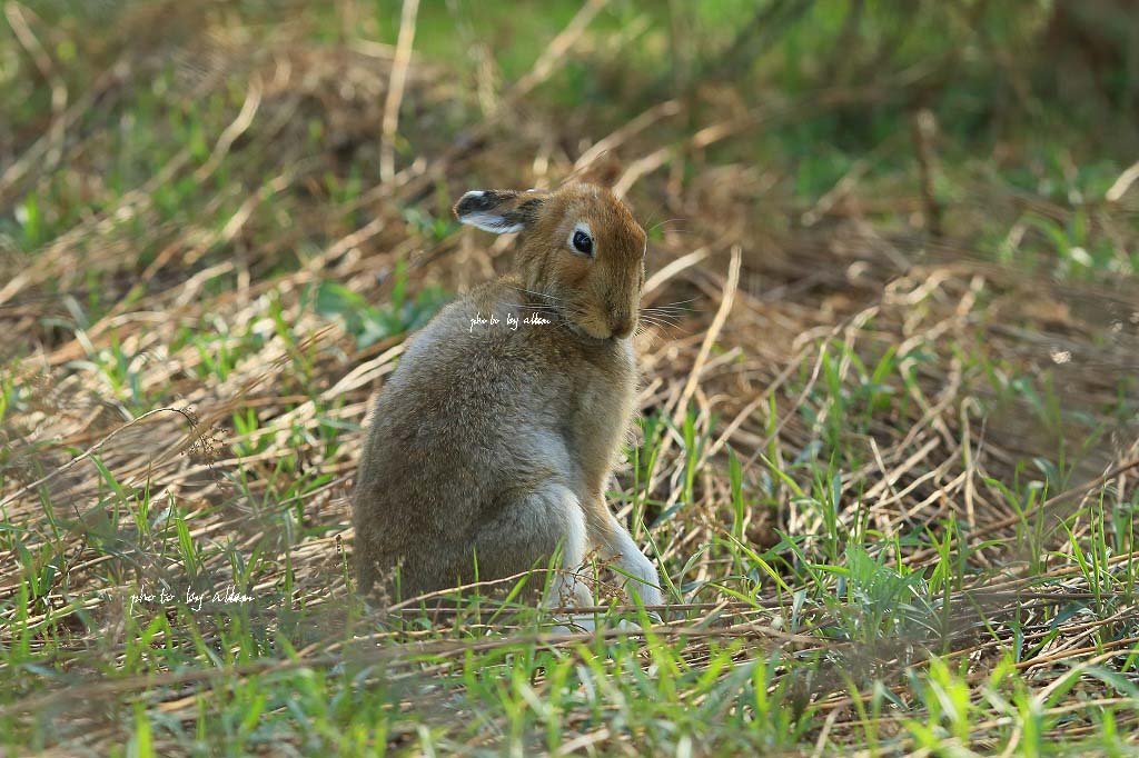 シャチあんどウサギ君_a0039860_2047558.jpg