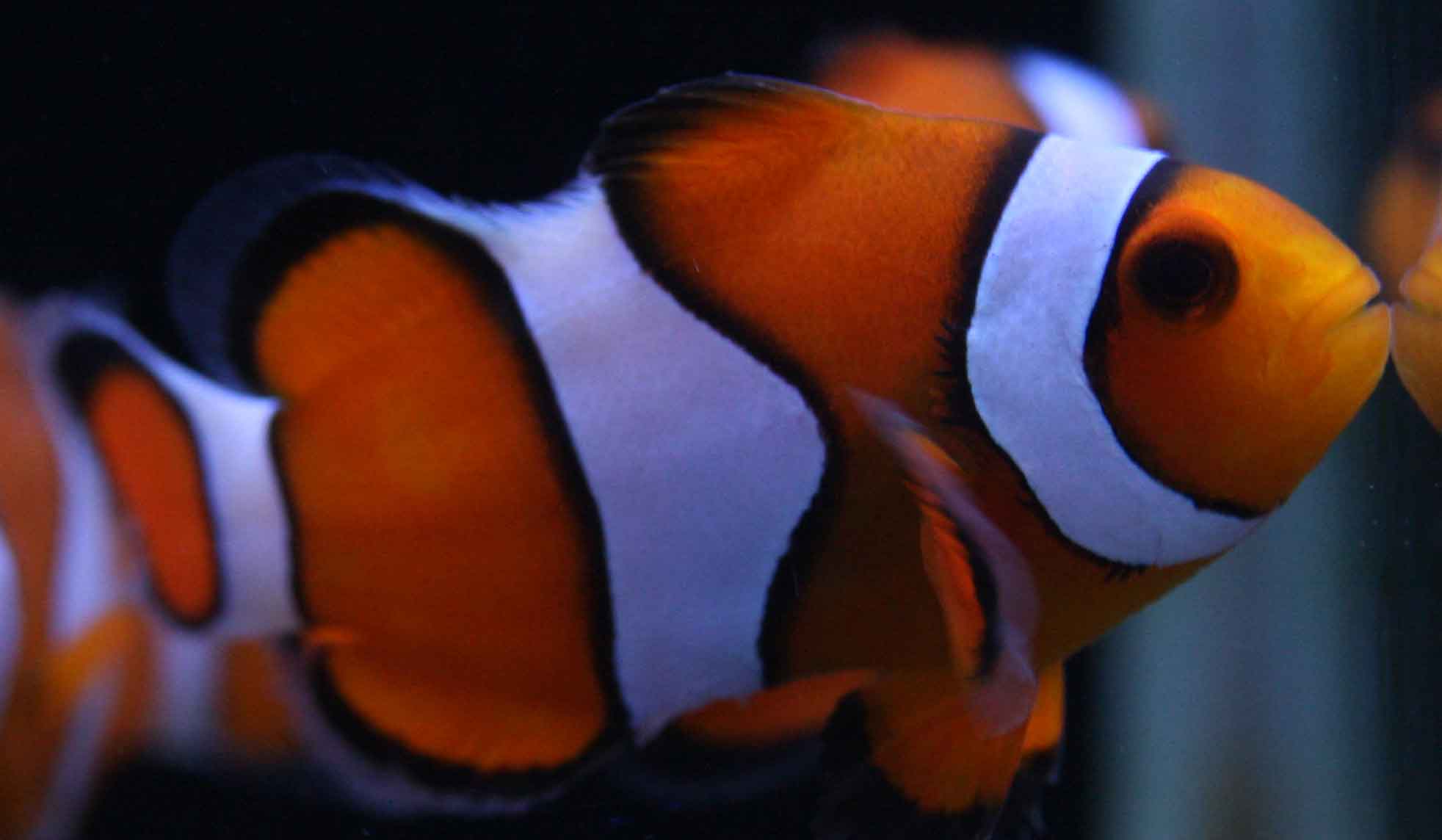 レアクマノミに新入荷 ビーボックスアクアリウム松戸店 海水魚 サンゴ情報