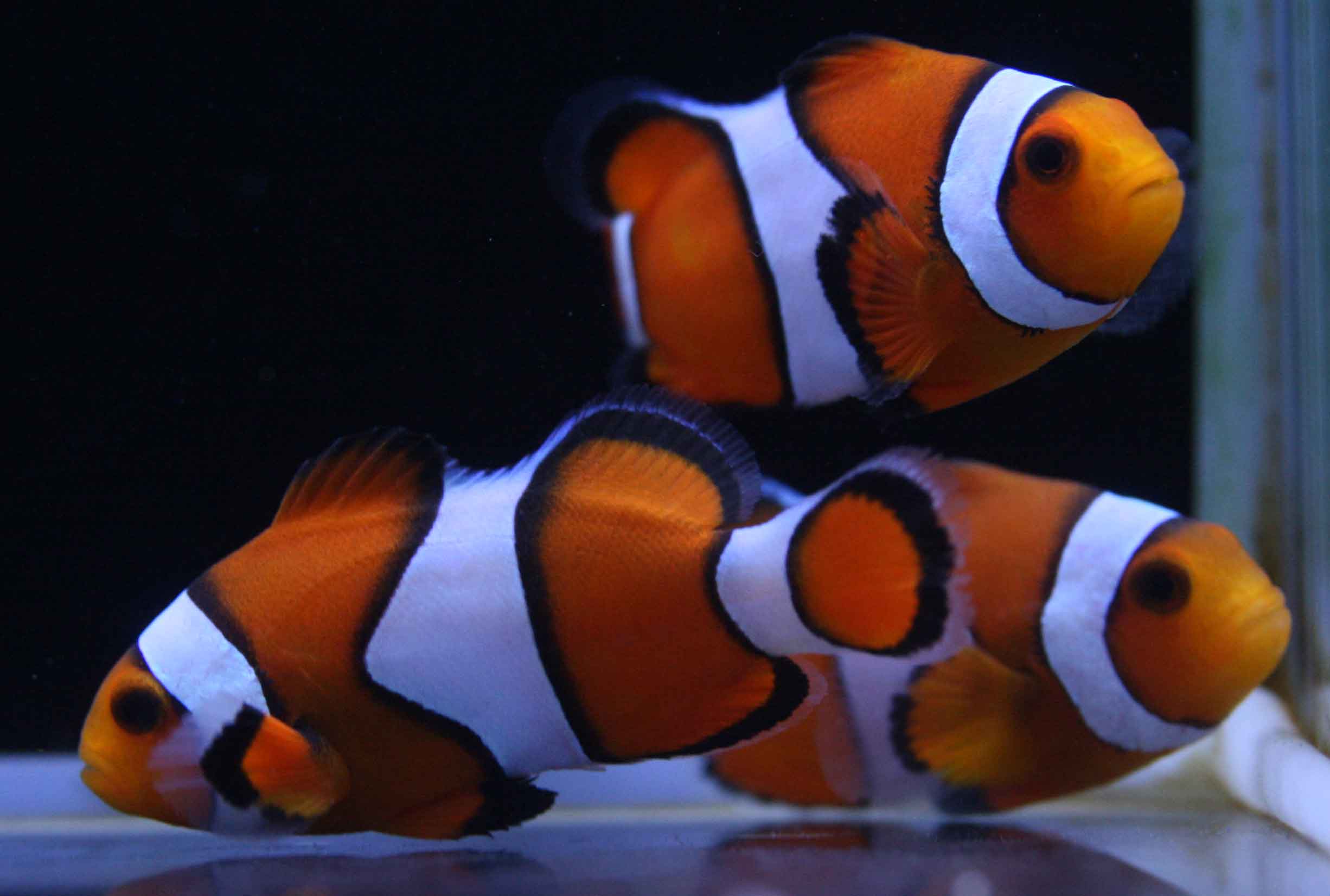 レアクマノミに新入荷 ビーボックスアクアリウム松戸店 海水魚 サンゴ情報
