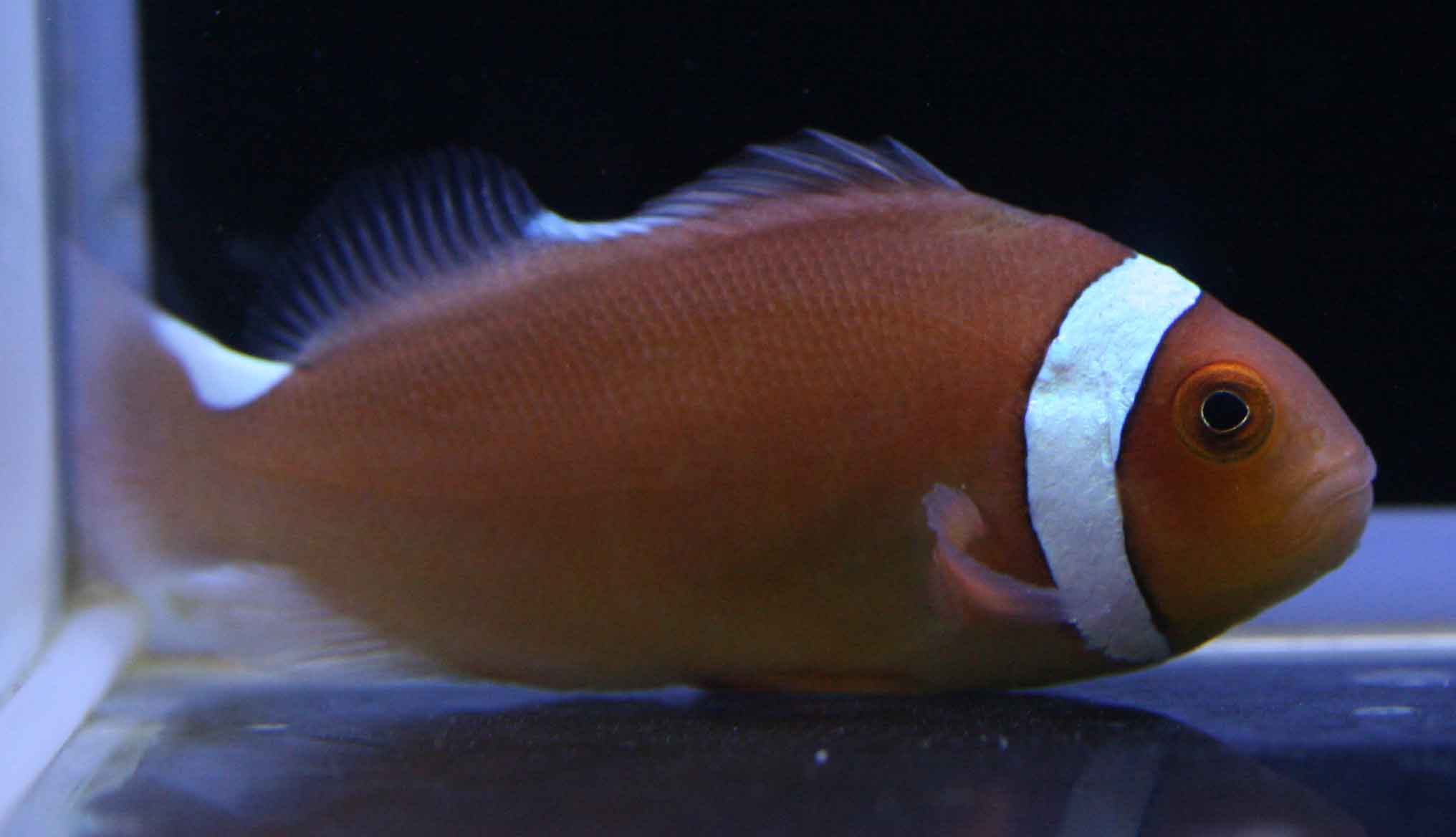 レアクマノミに新入荷 ビーボックスアクアリウム松戸店 海水魚 サンゴ情報