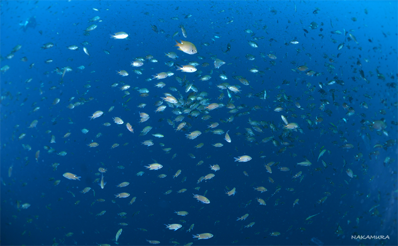 オオグリ☆冠島_e0158261_7113799.jpg