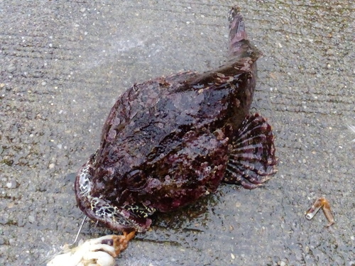 津軽海峡 ドンコ刺身 アジエンスの放浪と釣り 函館 津軽海峡 ドンコ刺身 アジエンスの放浪と釣り 函館