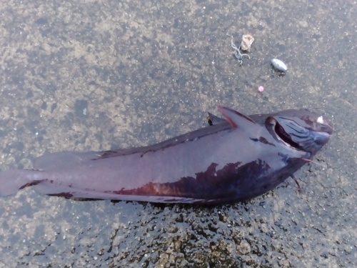 津軽海峡 ドンコ刺身 アジエンスの放浪と釣り 函館 津軽海峡 ドンコ刺身 アジエンスの放浪と釣り 函館