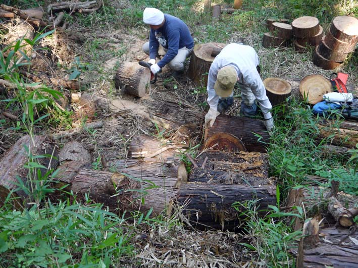 間伐材が炭となって夫婦桜の根元に帰還：7月六国見山定例②_c0014967_22495224.jpg