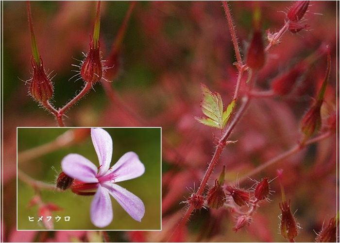 　◇　庭の花　3　　　　　　　　　　　　　　　2016.07.17_a0126676_14154079.jpg