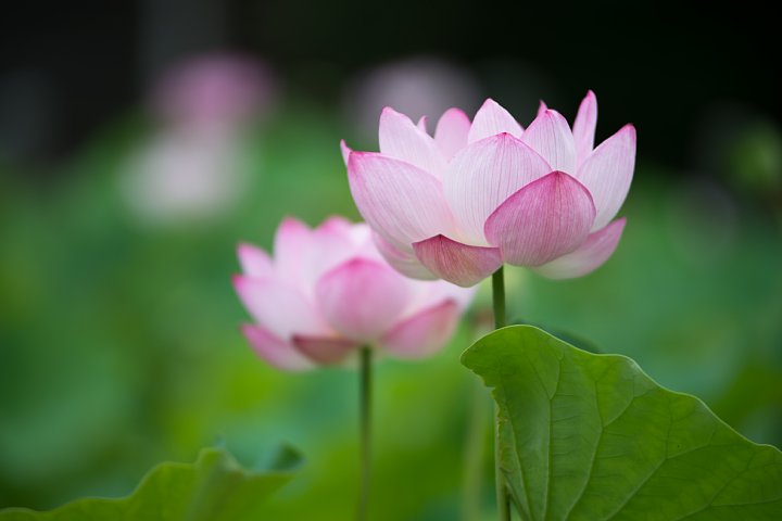 蓮の季節の八幡社_d0353489_19403037.jpg