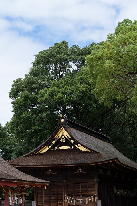 蓮の季節の八幡社_d0353489_194329100.jpg