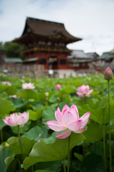 蓮の季節の八幡社_d0353489_19461597.jpg