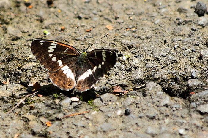 里山散歩_d0334291_20113407.jpg