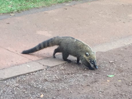 アルゼンチン旅行記(イグアス・動物編)_d0346092_01211927.jpg