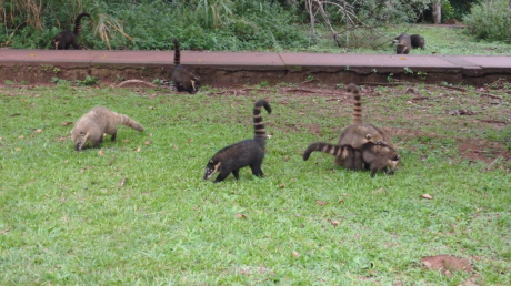 アルゼンチン旅行記(イグアス・動物編)_d0346092_01212058.jpg