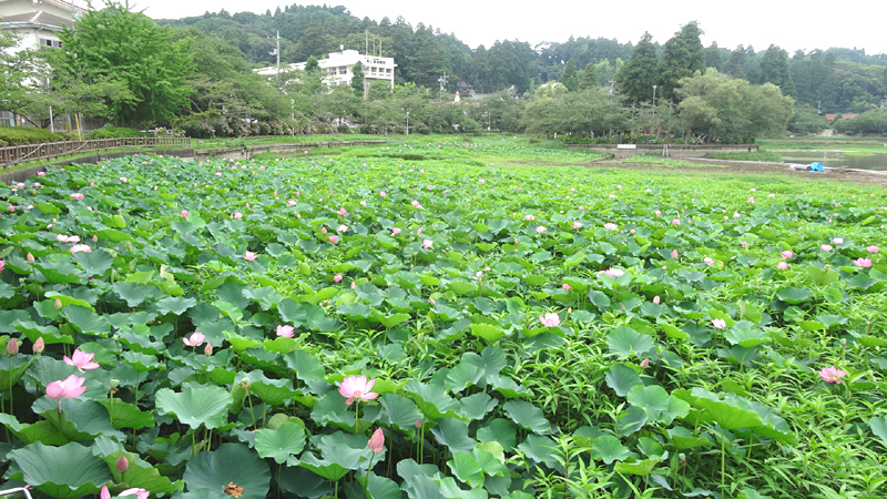 ハスの花と東金教会_b0114798_16151712.jpg