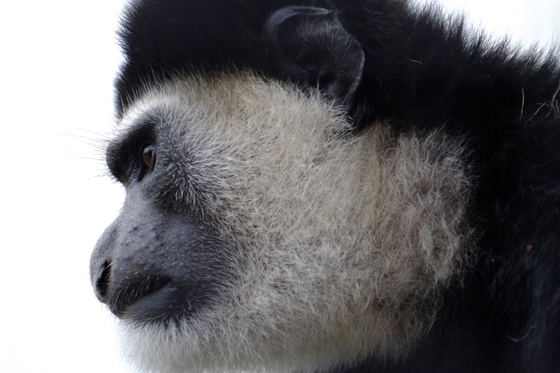 動物園さんぽ in ズーラシア_b0016600_8281496.jpg