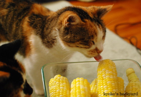 コーンを頬張る猫たち_b0253205_04555371.jpg