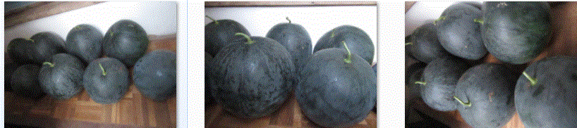 f0231709_18562991.gif