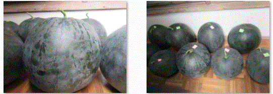 f0231709_18565660.gif