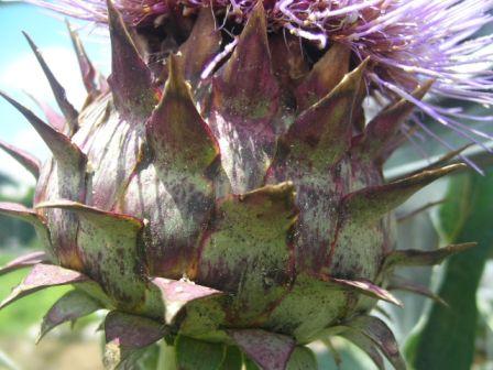 とげなしカールドン Cynara Cardunculus ようこそ グリーンマーケットへ