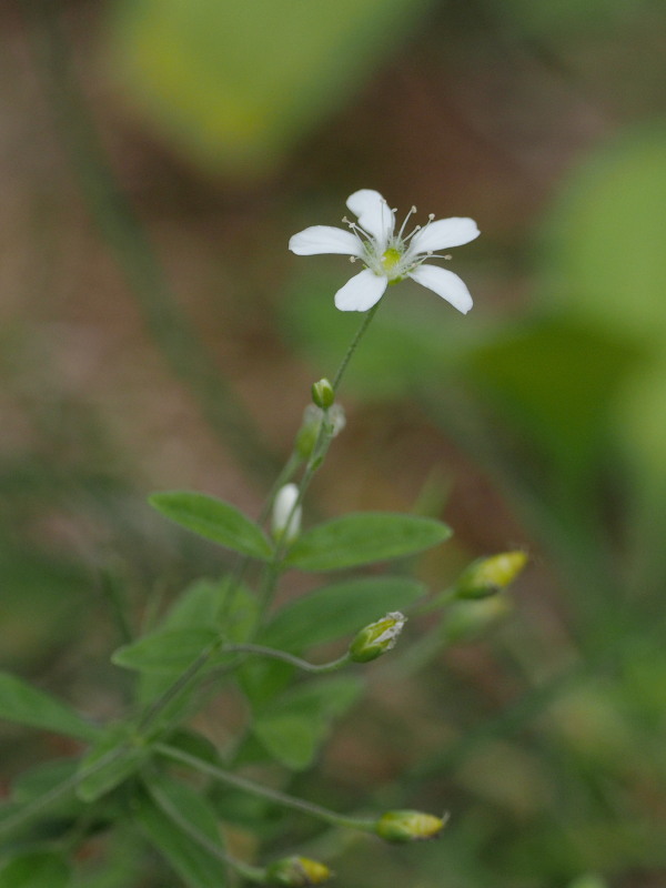 乙女高原の山野草_f0330321_192237.jpg