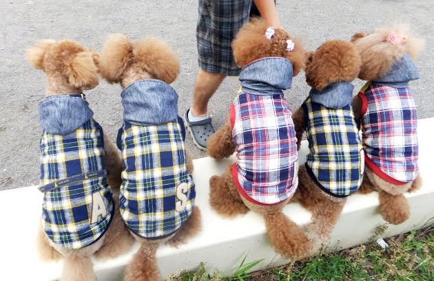 ハンドメイド犬服 Jack＆Camera