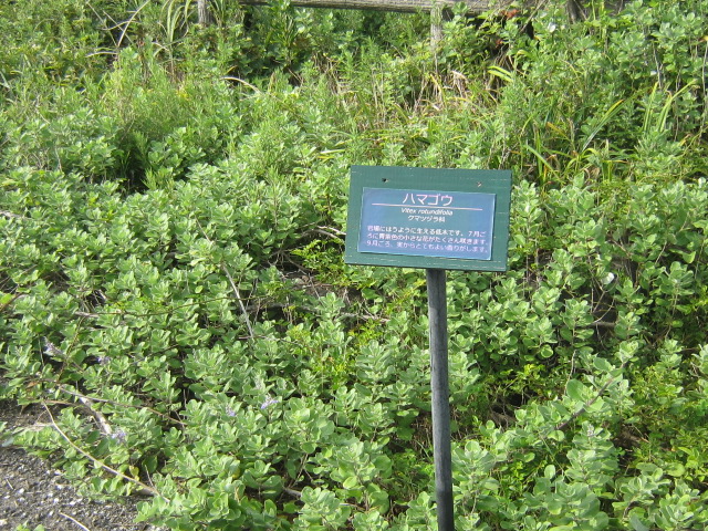 d0162225_11521897.jpg