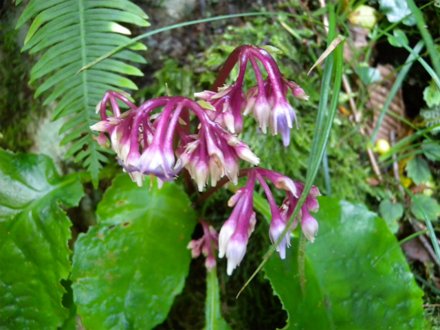 e0272335_20191314.jpg