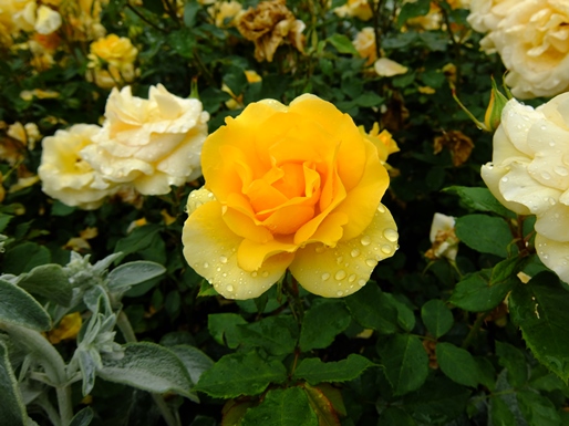 c0051938_94433.jpg