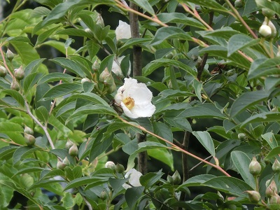 夏椿(シャラ)_f0019247_1556510.jpg