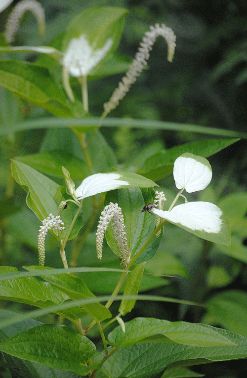  7月18日　赤城自然園 夏の花いろいろ その2_a0001354_233852.gif