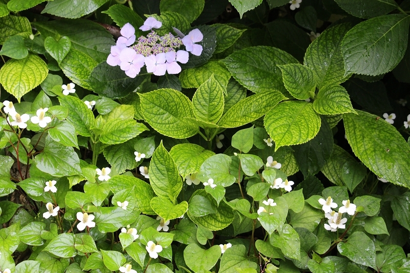 7月17日　雨と紫陽花　3 江差_b0250154_23360754.jpg