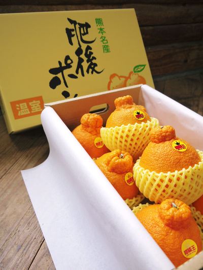 デコポン(肥後ポン) 摘果作業とひも吊り作業 今年も至高のデコポンを育てます その2_a0254656_187242.jpg