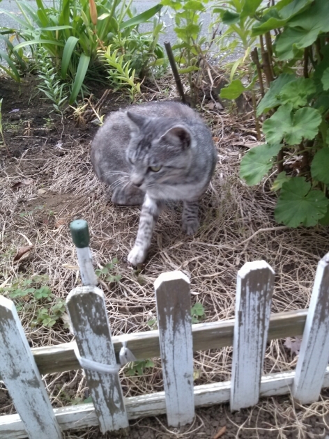 みいたんと夏の花&野原で会った子猫さん_d0271257_08535378.jpg