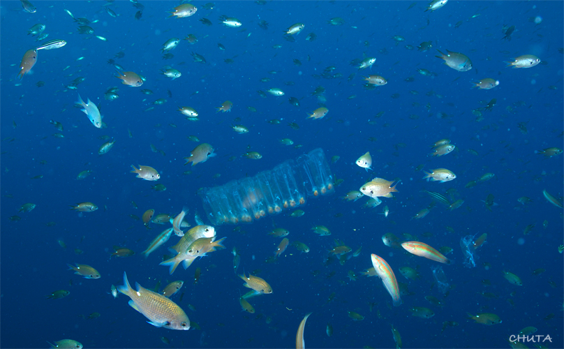 オオグリ☆冠島_e0158261_5264374.jpg
