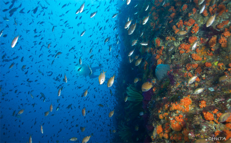 オオグリ☆冠島_e0158261_5264560.jpg